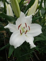 [5289 Anny Friesinger No02.JPG]